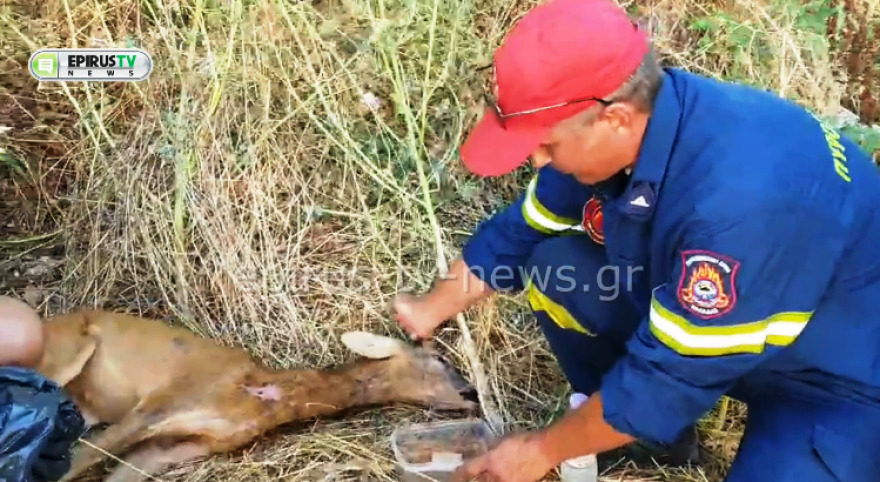 Διάσωση ζαρκαδιού ου περιπλανιόταν στην πόλη των Ιωαννίνων - Δείτε βίντεο και φωτογραφίες