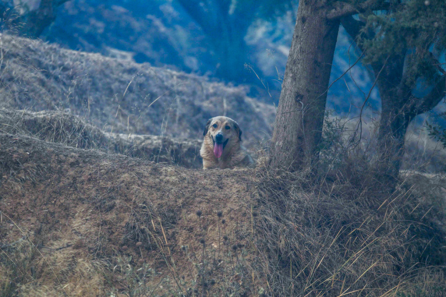 Μετά από 48 ώρες στις φλόγες, η Αχαΐα μετράει τις πληγές της - Δείτε φωτογραφίες και βίντεο