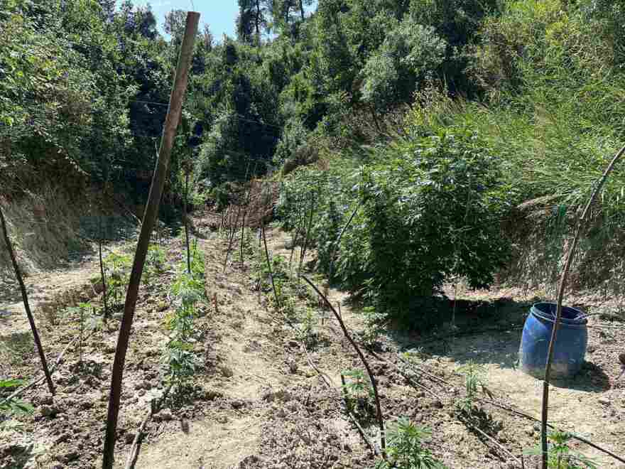 Χαλκιδική: Συνελήφθη 47χρονος για καλλιέργεια 94 δενδρυλλίων κάνναβης	
