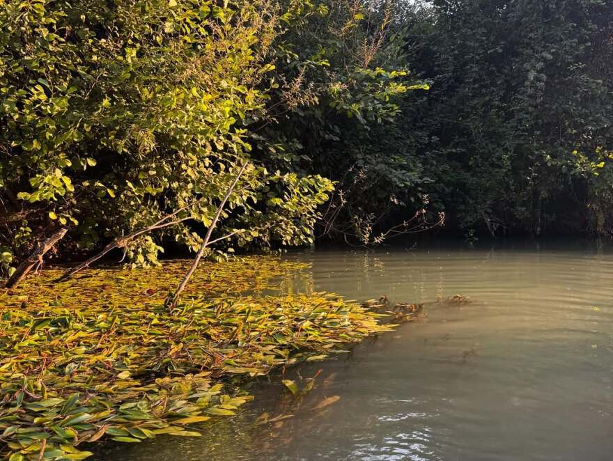 Η Μαριέττα Χρουσαλά έκανε καγιάκ στον Αχέροντα - Δείτε τα στιγμιότυπα