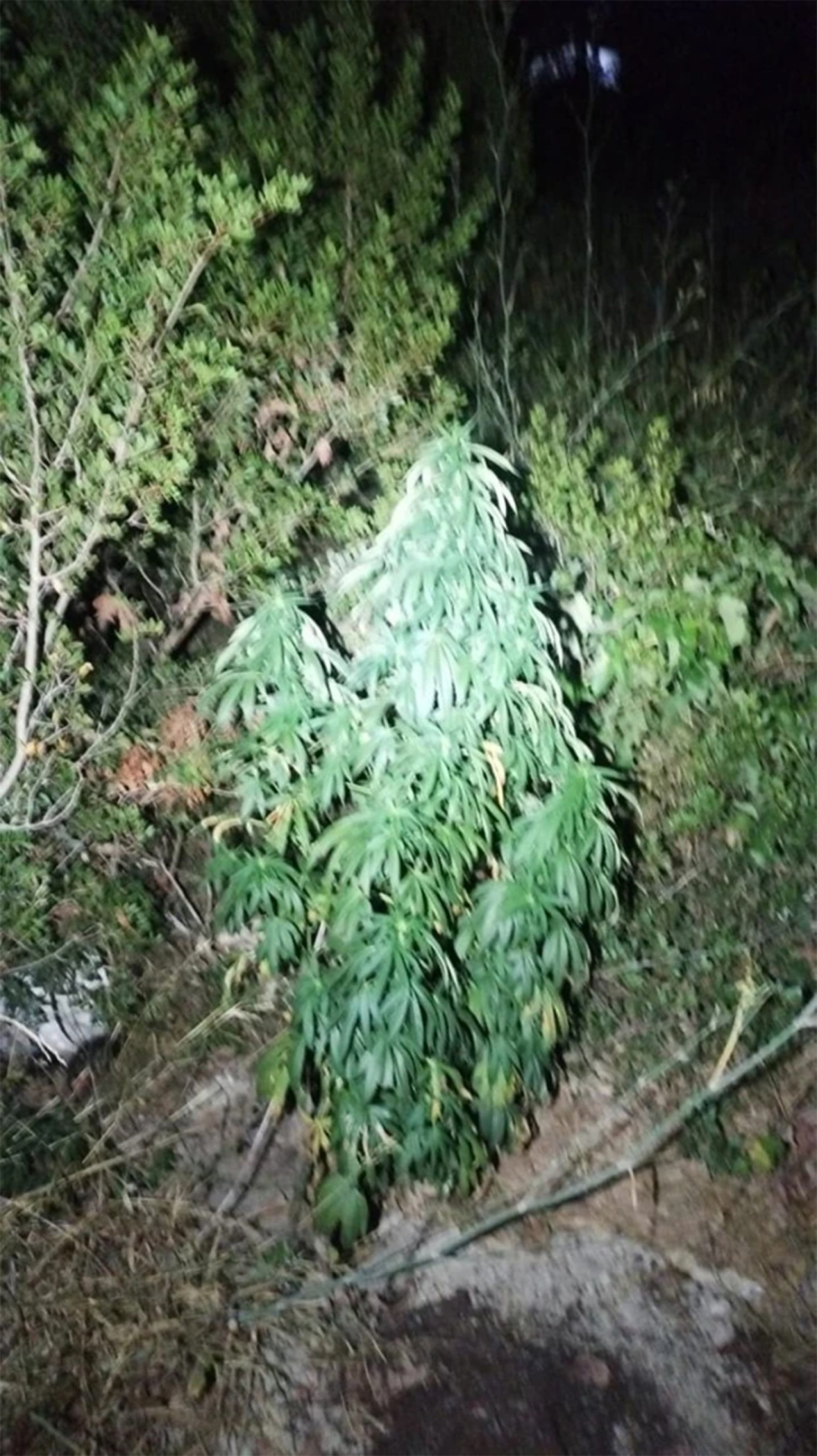 Επεισοδιακή επιχείρηση της ΕΛΑΣ στα Χανία: Βρήκαν 7 κιλά κάνναβη, τραυματίστηκαν δύο αστυνομικοί