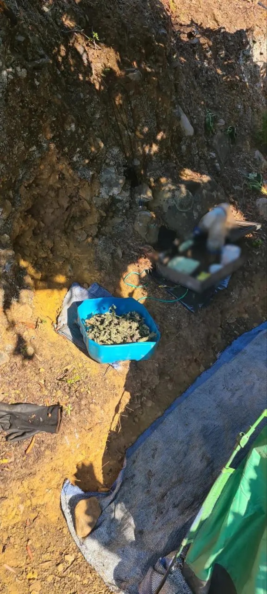 Μεγάλη χασισοφυτεία σε φαράγγι στα Χανιά - Είχαν στήσει σκηνή και «έκλεβαν» νερό για να ποτίζουν οι δύο συλληφθέντες