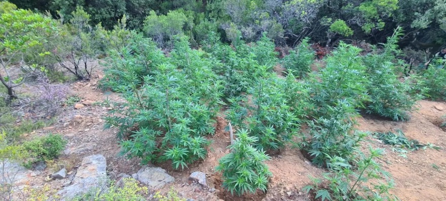 Μεγάλη χασισοφυτεία σε φαράγγι στα Χανιά - Είχαν στήσει σκηνή και «έκλεβαν» νερό για να ποτίζουν οι δύο συλληφθέντες
