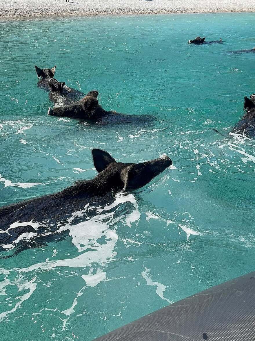 Η Μαριέττα Χρουσαλά κολύμπησε στην Άτοκο δίπλα σε γουρούνια - Δείτε φωτογραφίες