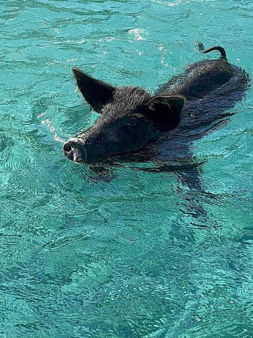 Η Μαριέττα Χρουσαλά κολύμπησε στην Άτοκο δίπλα σε γουρούνια - Δείτε φωτογραφίες