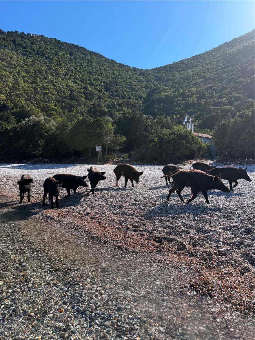 Η Μαριέττα Χρουσαλά κολύμπησε στην Άτοκο δίπλα σε γουρούνια - Δείτε φωτογραφίες