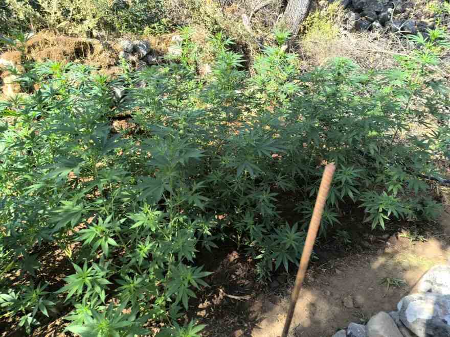 Φυτεία με πάνω από 2.000 δενδρύλλια κάνναβης στην Ανατολική Μάνη - Συνελήφθησαν τέσσερα άτομα
