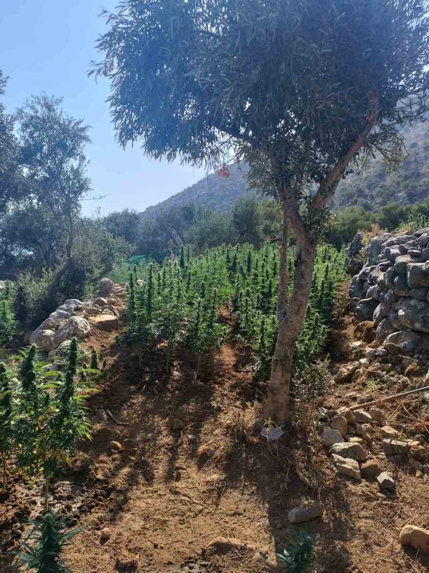 Φυτεία με πάνω από 2.000 δενδρύλλια κάνναβης στην Ανατολική Μάνη - Συνελήφθησαν τέσσερα άτομα