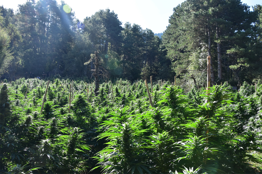 Εντοπίστηκε φυτεία με περισσότερα από 2.012 δενδρύλλια κάνναβης στο Ξυλόκαστρο