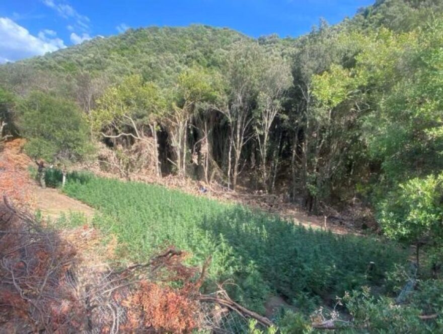 Μεσολόγγι: Εντοπίστηκε φυτεία με 850 δενδρύλλια κάνναβης - Συνελήφθησαν τρία άτομα
