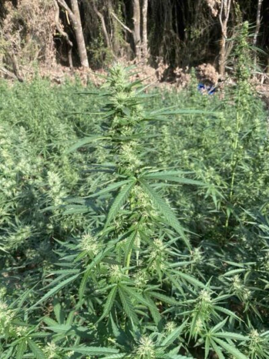 Μεσολόγγι: Εντοπίστηκε φυτεία με 850 δενδρύλλια κάνναβης - Συνελήφθησαν τρία άτομα
