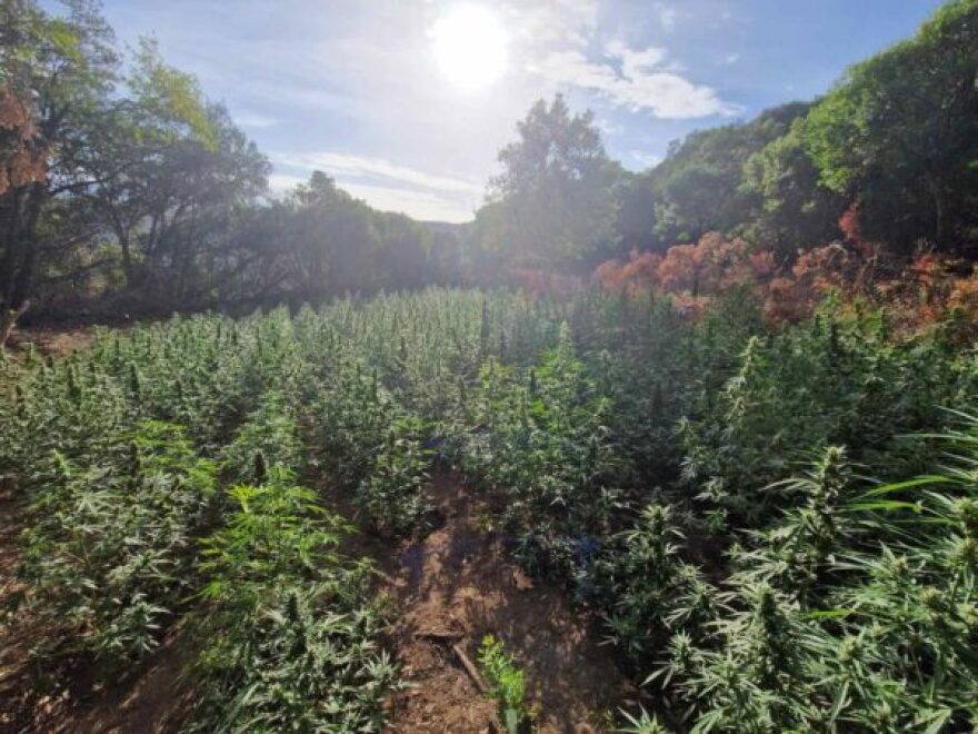 Μεσολόγγι: Εντοπίστηκε φυτεία με 850 δενδρύλλια κάνναβης - Συνελήφθησαν τρία άτομα
