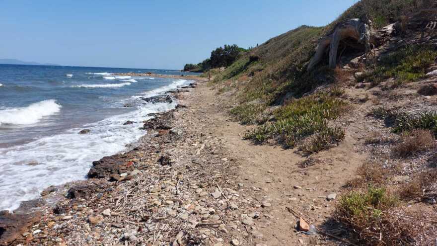 Εκχερσώσεις στην παραλία της Νέας Μάκρης για την κατασκευή αντλιοστάσιου λυμάτων του βιολογικού καθαρισμού 