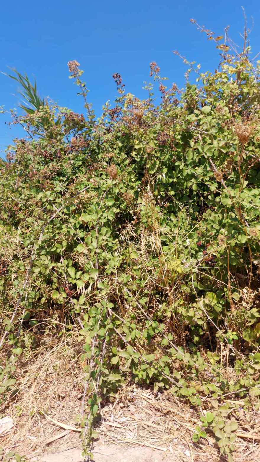 Εκχερσώσεις στην παραλία της Νέας Μάκρης για την κατασκευή αντλιοστάσιου λυμάτων του βιολογικού καθαρισμού 