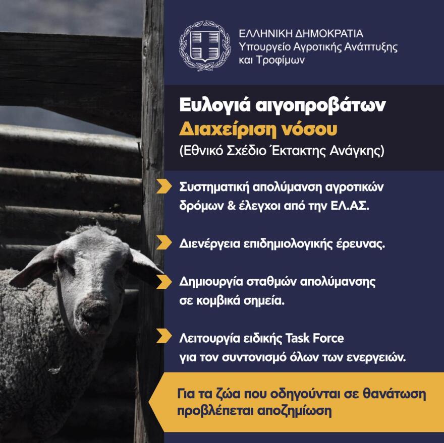 Μάχη με τον χρόνο για τον δεύτερο κύκλο διάδοσης της ευλογιάς στα αιγοπρόβατα - Γιατί δεν προκρίνεται ο εμβολιασμός