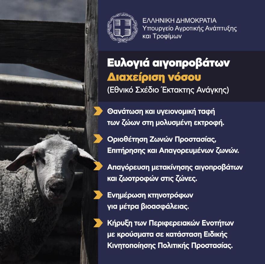 Μάχη με τον χρόνο για τον δεύτερο κύκλο διάδοσης της ευλογιάς στα αιγοπρόβατα - Γιατί δεν προκρίνεται ο εμβολιασμός