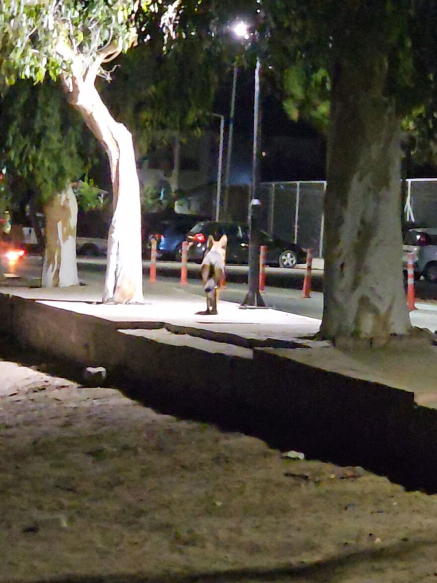 Εκδορές και δαγκώματα έχει το 5χρονο παιδί μετά την επίθεση από λύκο στη Χαλκιδική - Βίντεο δείχνει το ζώο να κυκλοφορεί ανενόχλητο στην παραλία