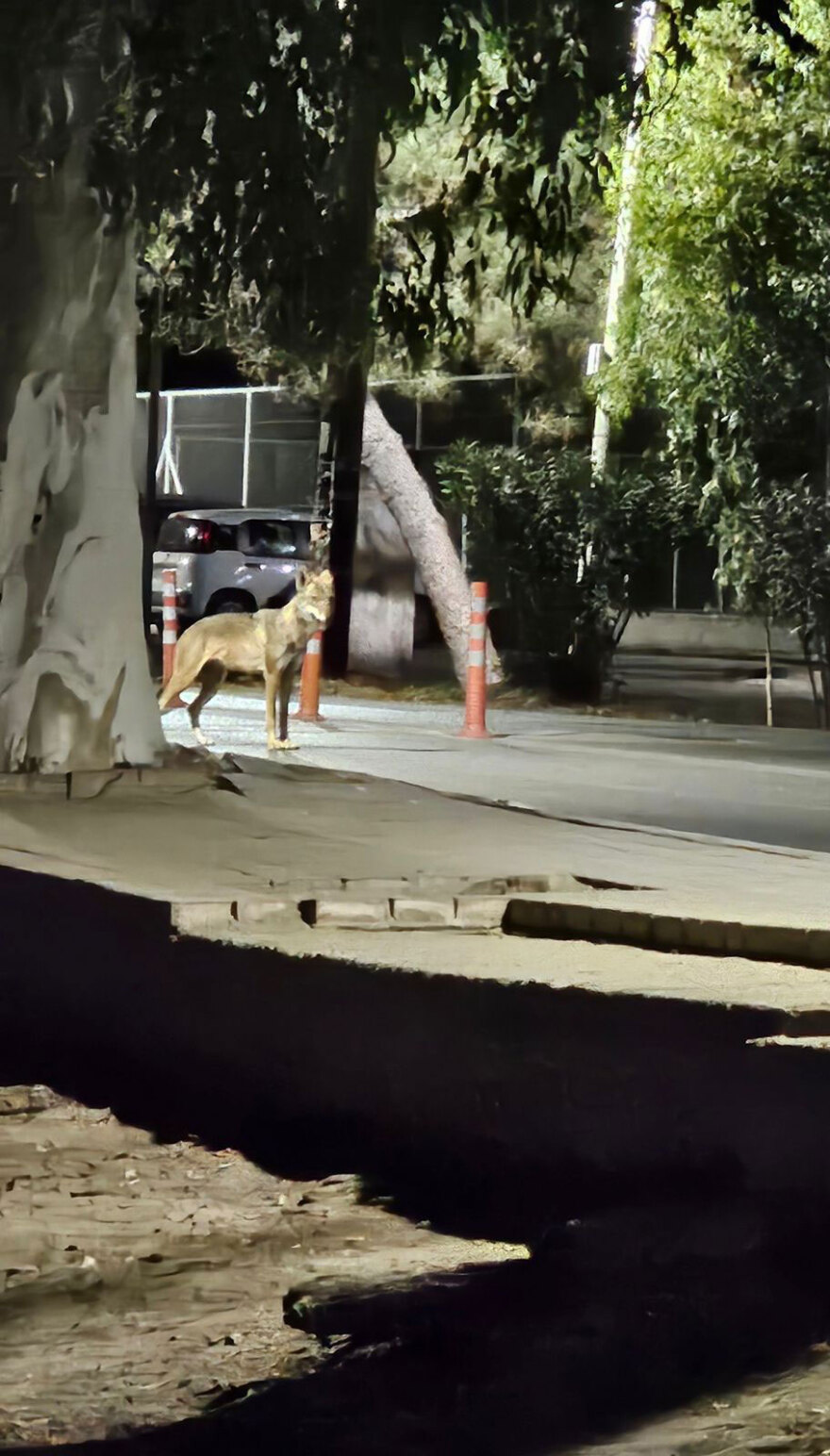 Εκδορές και δαγκώματα έχει το 5χρονο παιδί μετά την επίθεση από λύκο στη Χαλκιδική - Βίντεο δείχνει το ζώο να κυκλοφορεί ανενόχλητο στην παραλία