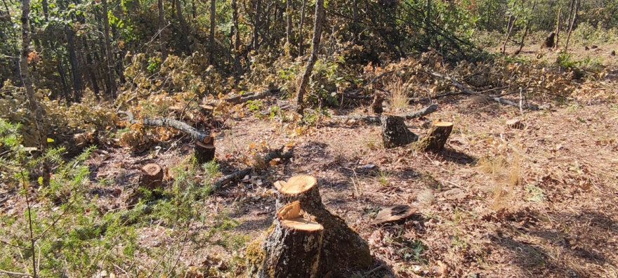 Χειροπέδες σε 65χρονο για παράνομη υλοτομία στη Θεσσαλονίκη - Έκοβε δέντρα στο δάσος της Αρέθουσας