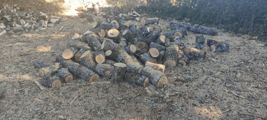 Χειροπέδες σε 65χρονο για παράνομη υλοτομία στη Θεσσαλονίκη - Έκοβε δέντρα στο δάσος της Αρέθουσας