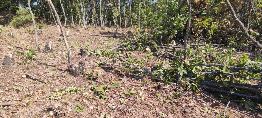 Χειροπέδες σε 65χρονο για παράνομη υλοτομία στη Θεσσαλονίκη - Έκοβε δέντρα στο δάσος της Αρέθουσας