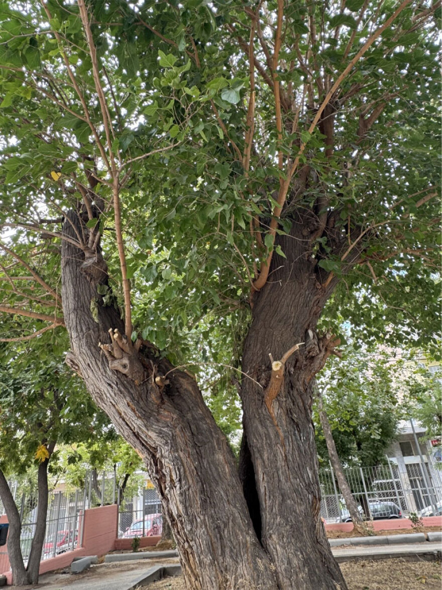 Η ιστορική μουριά της Θεσσαλονίκης που μετρά 250 χρόνια - Από τον τενεκεδομαχαλά της Ξηροκρήνης στην αυλή των Δημόσιων Ωνάσειων Σχολείων