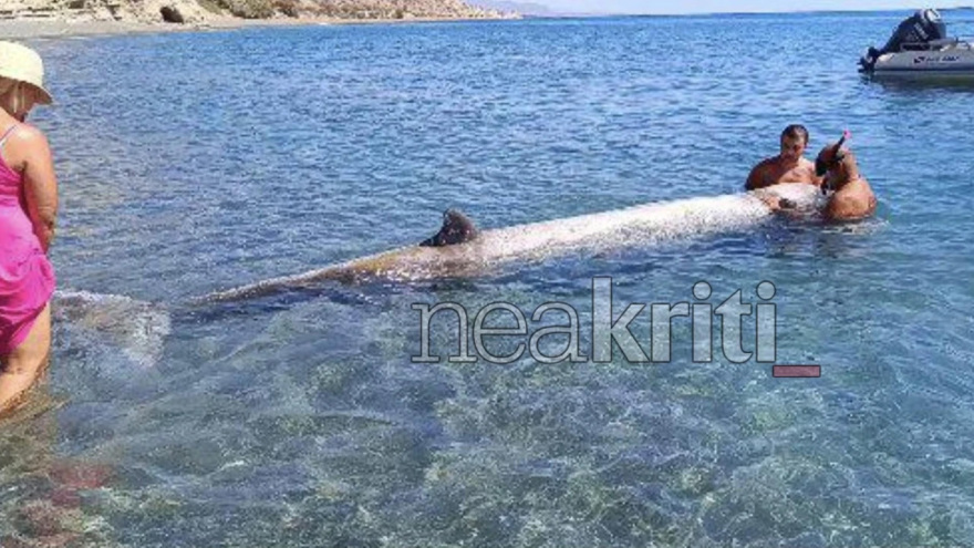 Κρήτη: Ανησυχία για τις φάλαινες - Εντοπίστηκαν τρεις νεκρές και μία ζωντανή σε νότιες ακτές