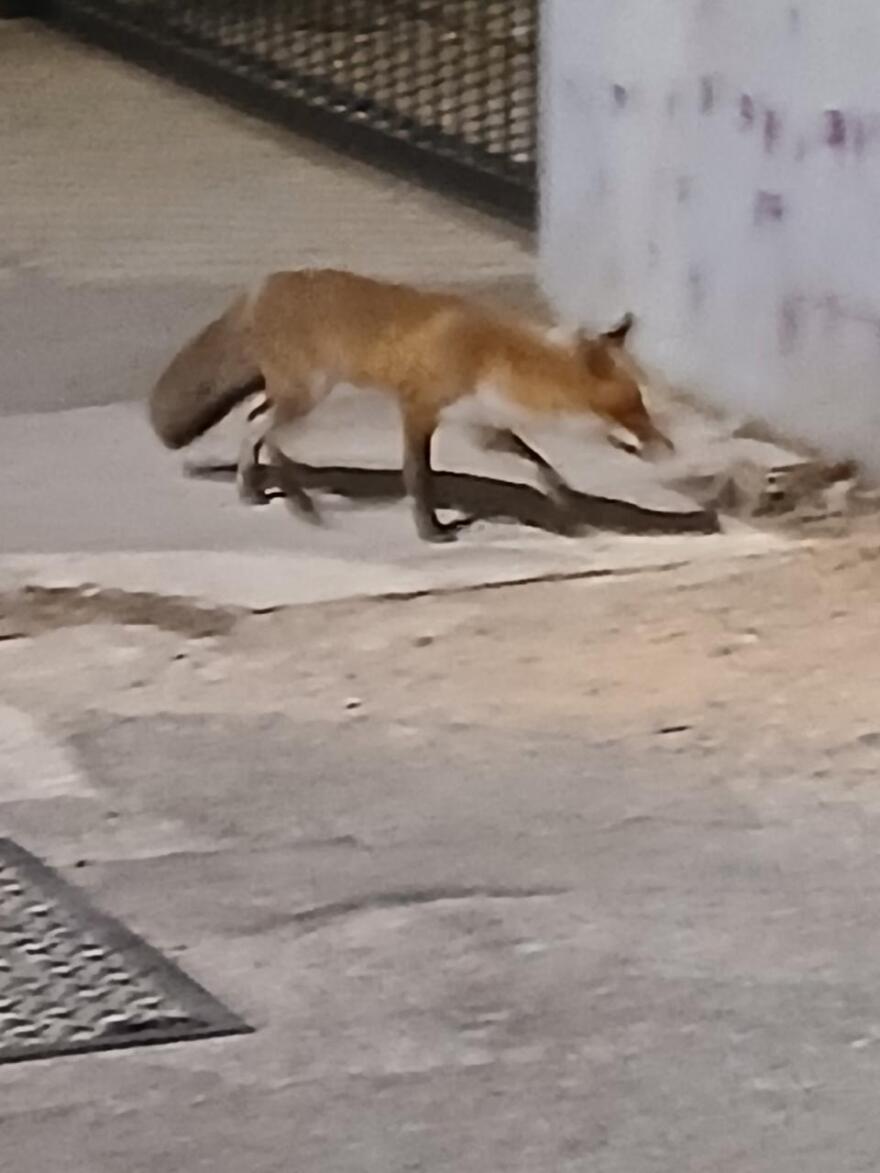 Βίντεο: Αλεπού έκανε την εμφάνισή της στον Άγιο Θωμά Αμαρουσίου