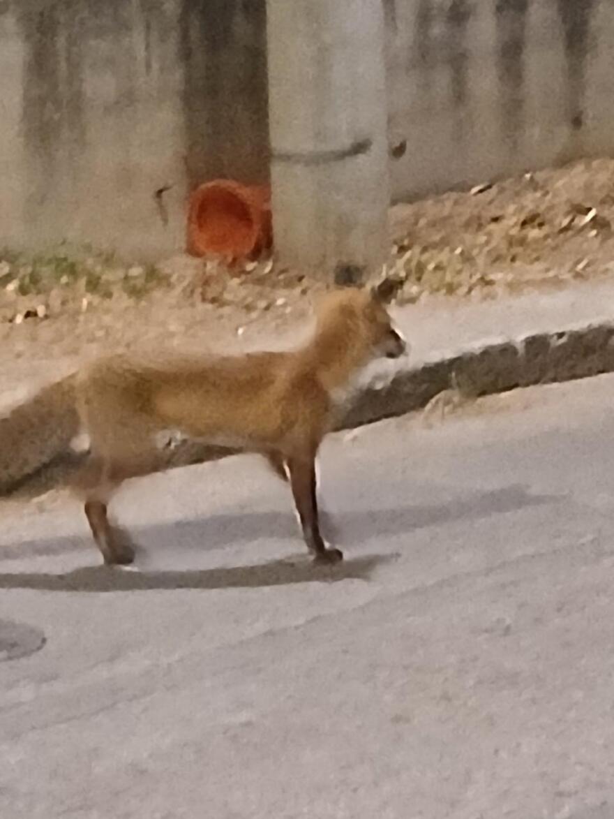 Βίντεο: Αλεπού έκανε την εμφάνισή της στον Άγιο Θωμά Αμαρουσίου