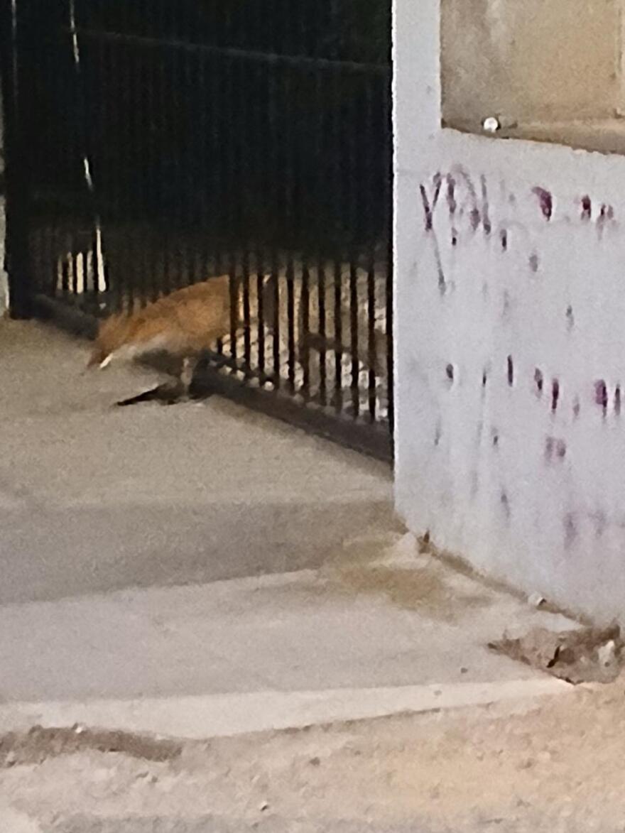 Βίντεο: Αλεπού έκανε την εμφάνισή της στον Άγιο Θωμά Αμαρουσίου