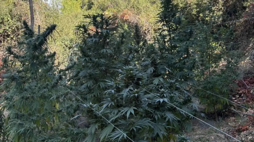 Συνελήφθη άνδρας που καλλιεργούσε κάνναβη σε δασική περιοχή στη Φθιώτιδα 