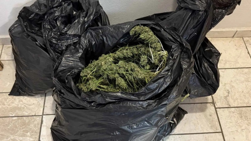 Συνελήφθη άνδρας που καλλιεργούσε κάνναβη σε δασική περιοχή στη Φθιώτιδα 