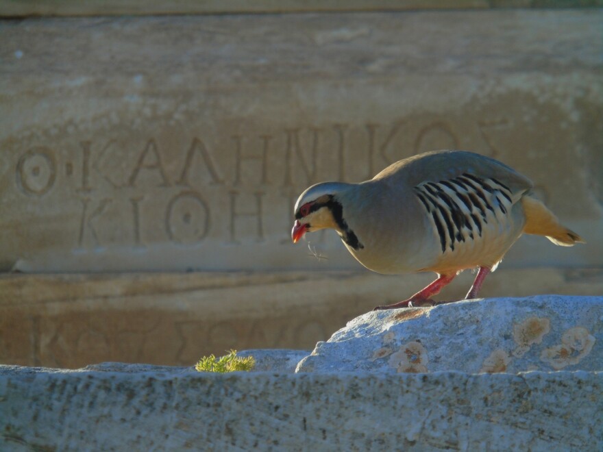 Αρχαιολογικοί χώροι: Προστατεύεται ο ανεκτίμητος  φυσικός πλούτος τους μέσα από ειδικό πρόγραμμα