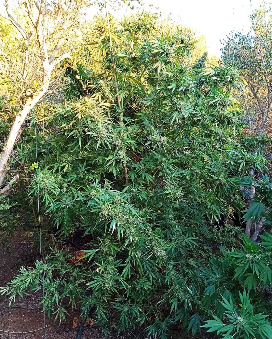 Ηράκλειο: Συνελήφθη 57χρονος για ναρκωτικά - Εντοπίστηκαν 17 κιλά κάνναβης και 46 δενδρύλλια, δείτε φωτογραφίες
