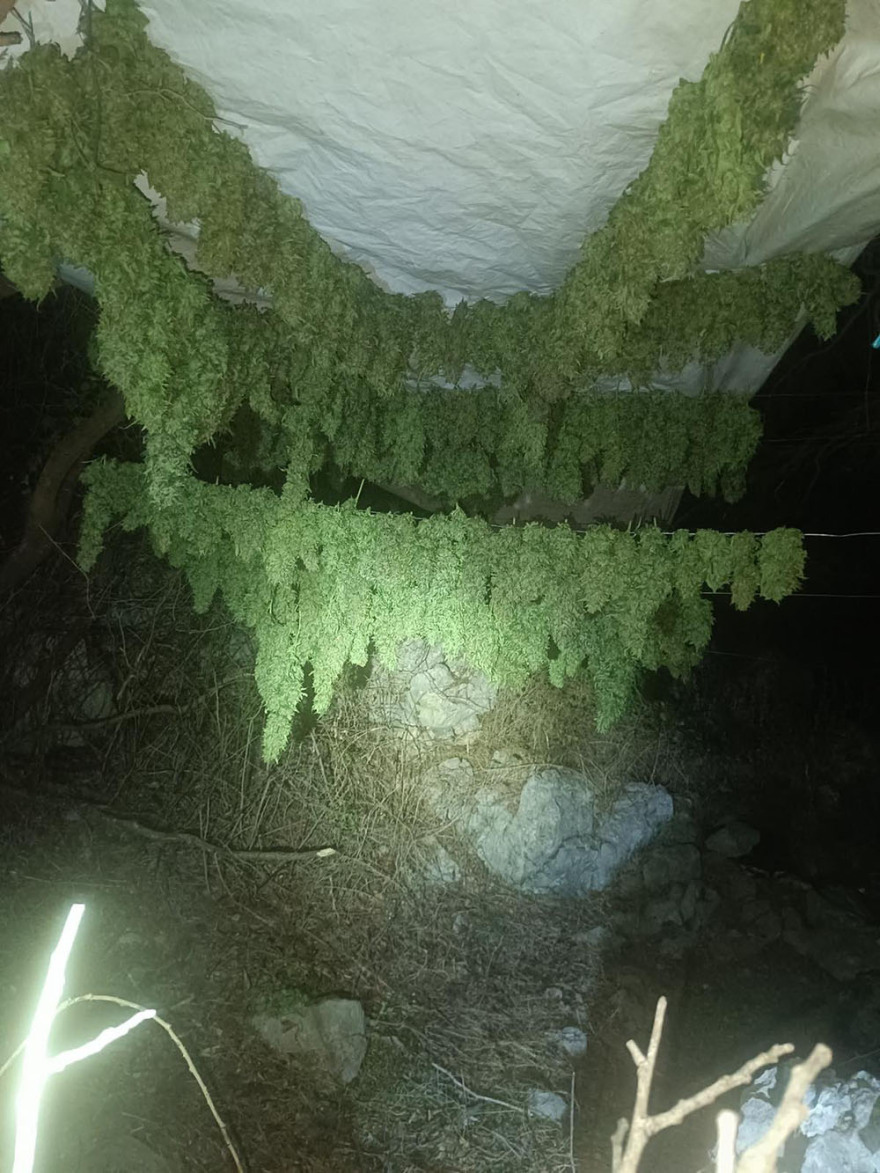 Ηράκλειο: Συνελήφθη 57χρονος για ναρκωτικά - Εντοπίστηκαν 17 κιλά κάνναβης και 46 δενδρύλλια, δείτε φωτογραφίες
