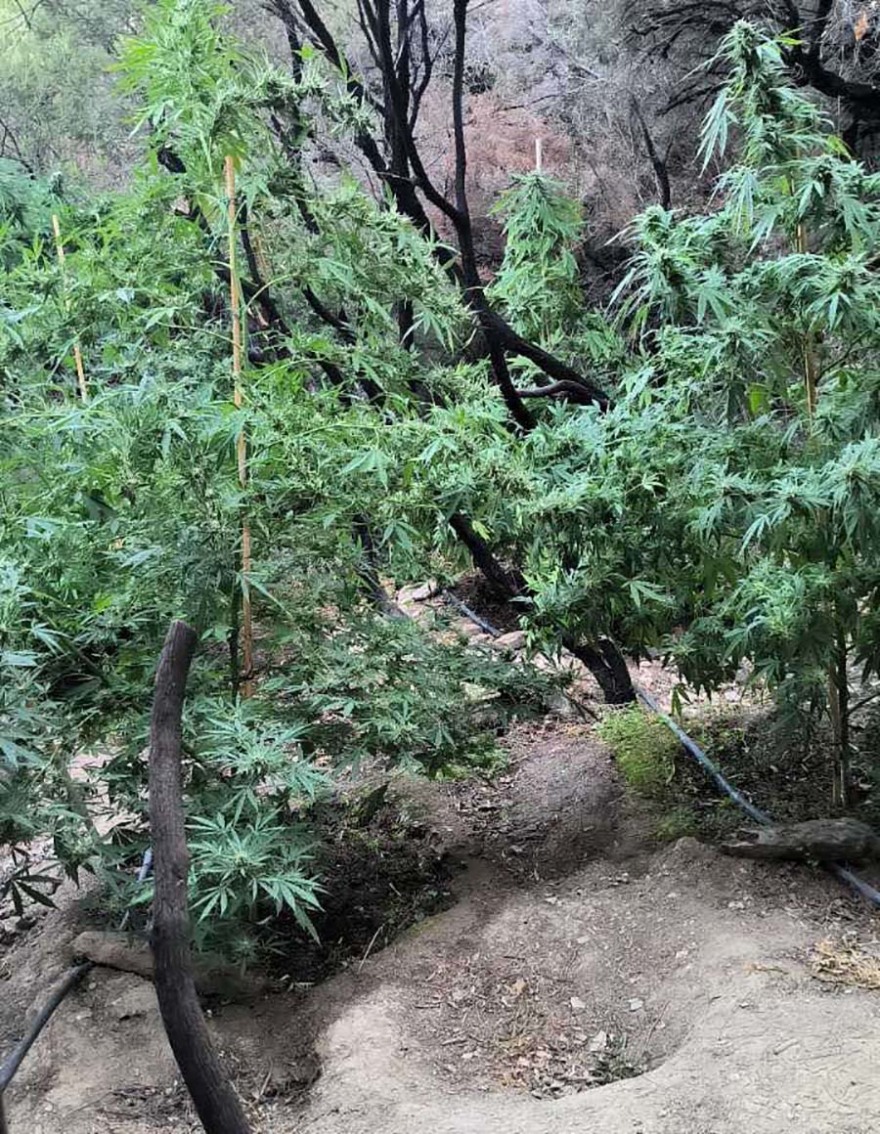 Ηράκλειο: Συνελήφθη 57χρονος για ναρκωτικά - Εντοπίστηκαν 17 κιλά κάνναβης και 46 δενδρύλλια, δείτε φωτογραφίες
