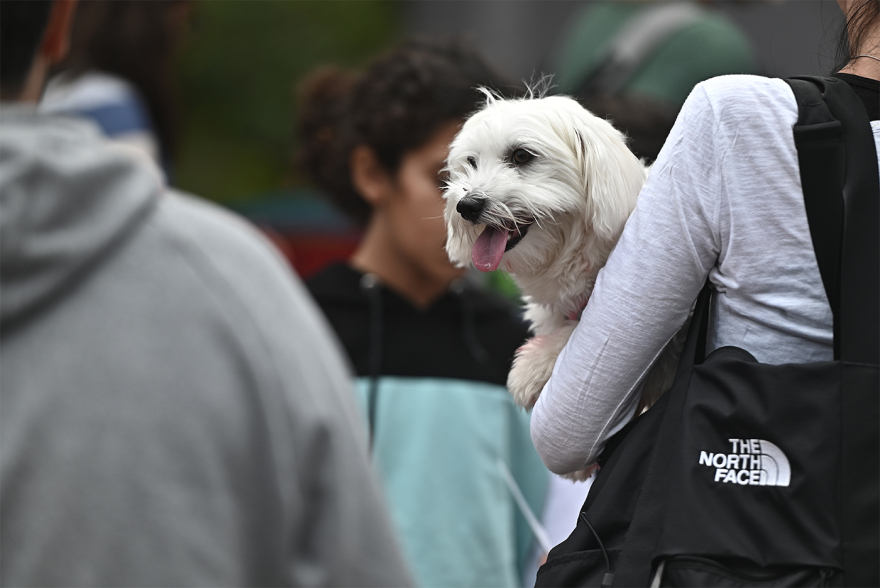 Παγκόσμια Ημέρα των Ζώων: Η μεγάλη γιορτή του topetmou.gr στο Άλσος Κηφισιάς
