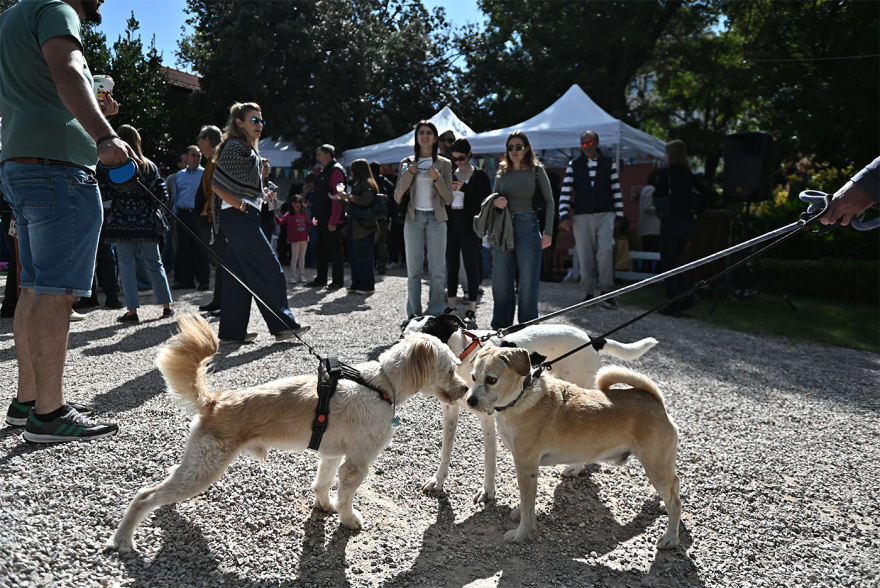 Παγκόσμια Ημέρα των Ζώων: Η μεγάλη γιορτή του topetmou.gr στο Άλσος Κηφισιάς