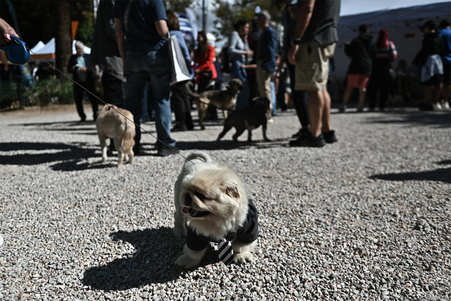 Παγκόσμια Ημέρα των Ζώων: Η μεγάλη γιορτή του topetmou.gr στο Άλσος Κηφισιάς