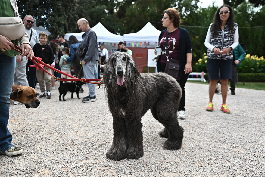 Παγκόσμια Ημέρα των Ζώων: Η μεγάλη γιορτή του topetmou.gr στο Άλσος Κηφισιάς