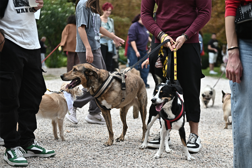 Παγκόσμια Ημέρα των Ζώων: Η μεγάλη γιορτή του topetmou.gr στο Άλσος Κηφισιάς