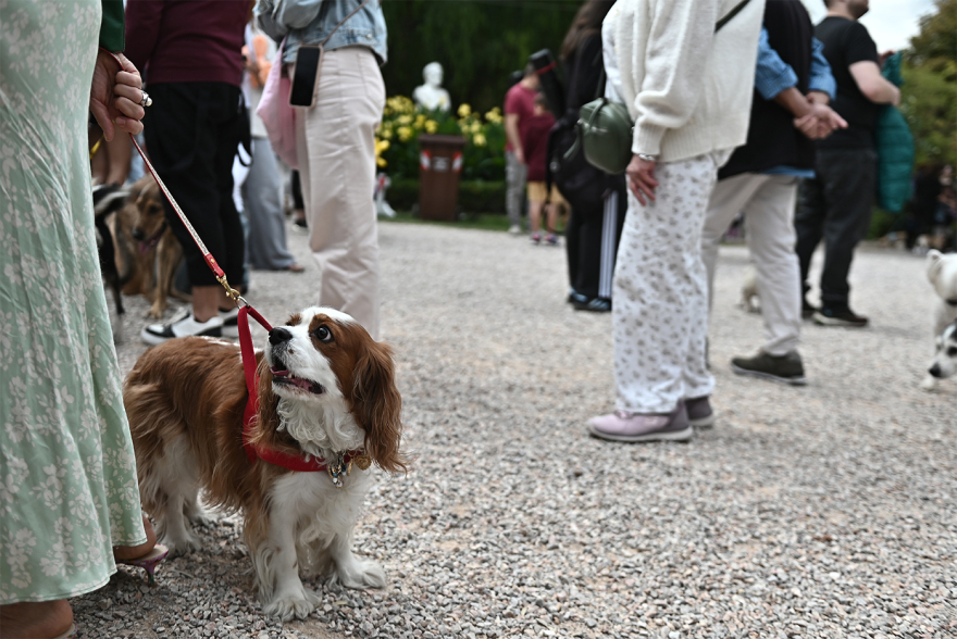 Παγκόσμια Ημέρα των Ζώων: Η μεγάλη γιορτή του topetmou.gr στο Άλσος Κηφισιάς