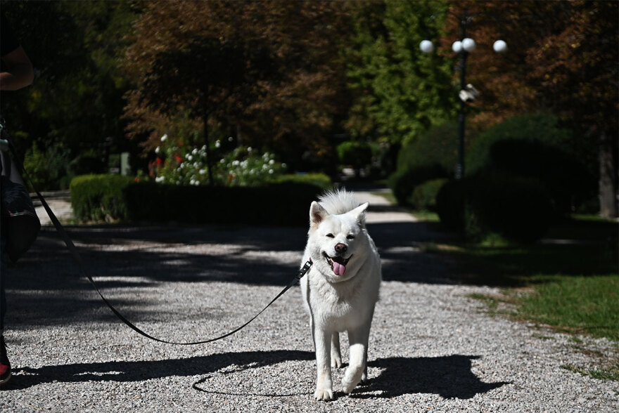 Παγκόσμια Ημέρα των Ζώων: Η μεγάλη γιορτή του topetmou.gr στο Άλσος Κηφισιάς