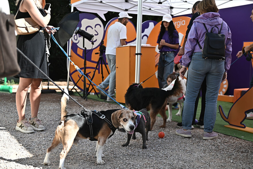Παγκόσμια Ημέρα των Ζώων: Η μεγάλη γιορτή του topetmou.gr στο Άλσος Κηφισιάς
