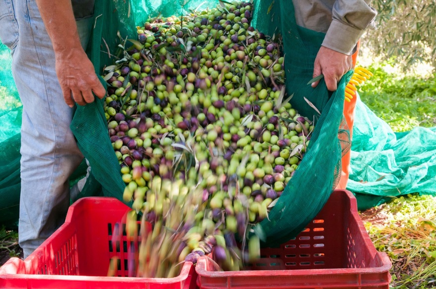 Η κυκλική οικονομία στην ελαιοκομία: Από τη θεωρία στην πράξη