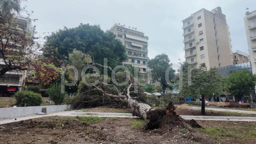 Πάτρα: Έπεσε πεύκο 15 μέτρων σε πλατεία - Δείτε φωτογραφίες και βίντεο
