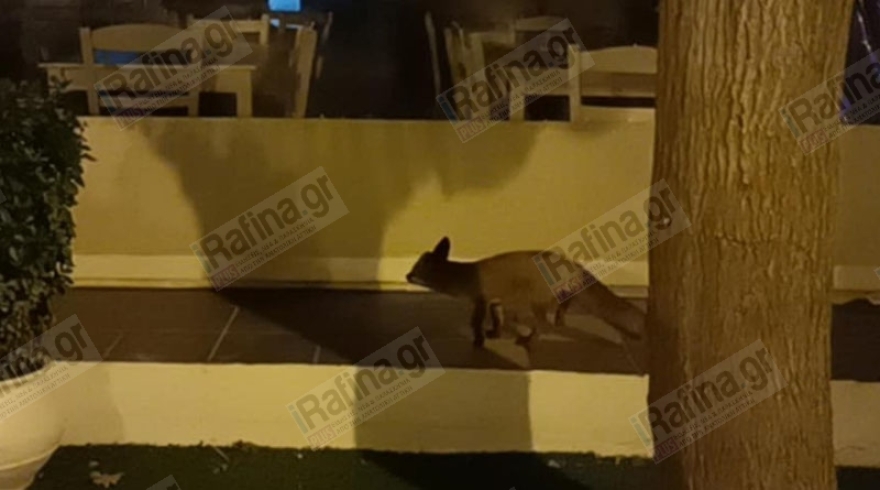 Βίντεο: Τραυματισμένο αλεπουδάκι ψάχνει τροφή στην κεντρική πλατεία της Ραφήνας
