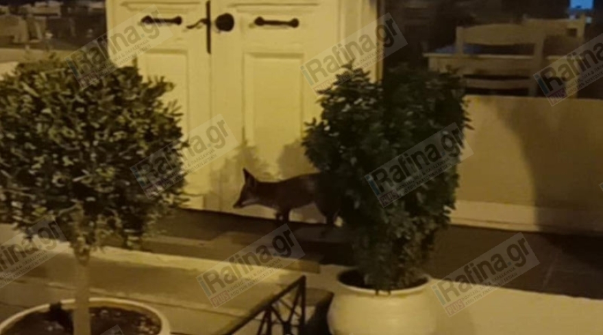 Βίντεο: Τραυματισμένο αλεπουδάκι ψάχνει τροφή στην κεντρική πλατεία της Ραφήνας