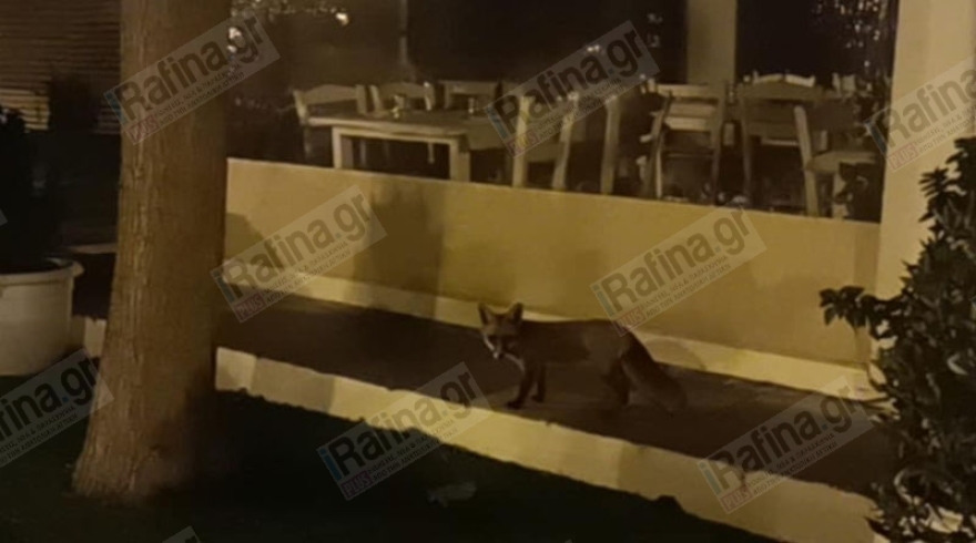 Βίντεο: Τραυματισμένο αλεπουδάκι ψάχνει τροφή στην κεντρική πλατεία της Ραφήνας