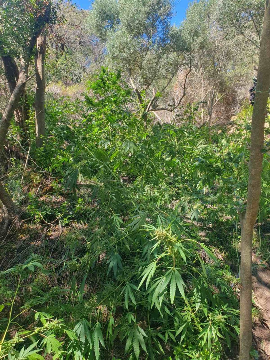 Φυτεία με 130 δενδρύλλια κάνναβης καλλιεργούσαν δύο άνδρες - Στο σπίτι τους έκρυβαν τα 3 κιλά χασίς